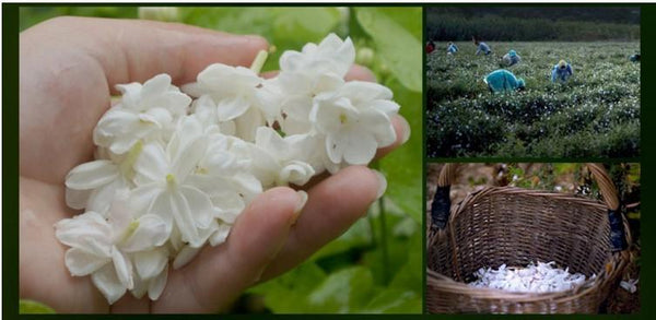 Fragrance Aromatherapy Essential Oil